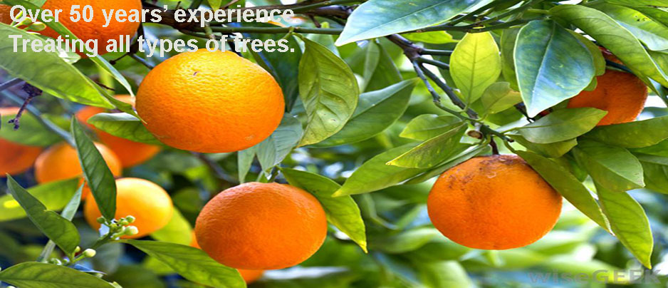 images/Sunburs-Lemon-Citrus-Trees-That-Are-Sick-Call-Us.jpg